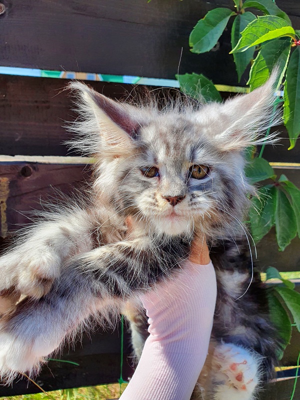 Nakieta  Akbars (polydactyl 66/66) - Kitten maine-coon 2 months 0.5 weeks