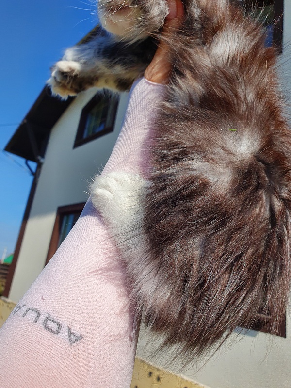 Nakieta  Akbars (polydactyl 66/66) - Kitten maine-coon 2 months 0.5 weeks