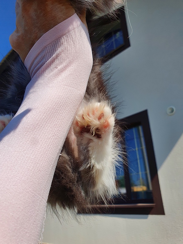 Nakieta  Akbars (polydactyl 66/66) - Kitten maine-coon 2 months 0.5 weeks