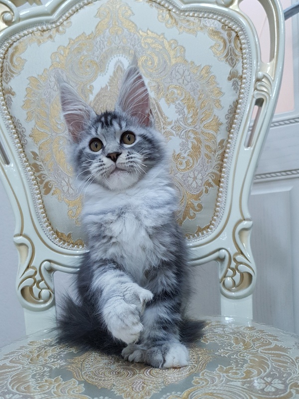 Nakieta  Akbars (polydactyl 66/66) - Kitten maine-coon 3 months 2 weeks