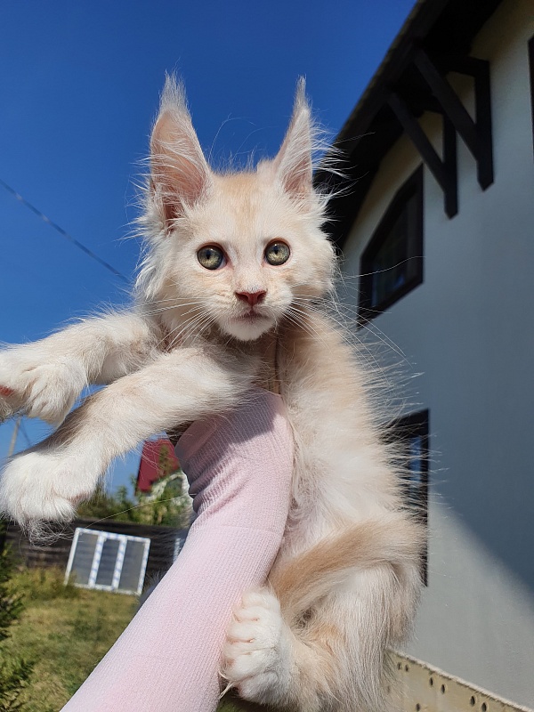 Nick  Akbars  (polydactyl 66/66) - Kitten maine-coon 2 months 0.5 weeks