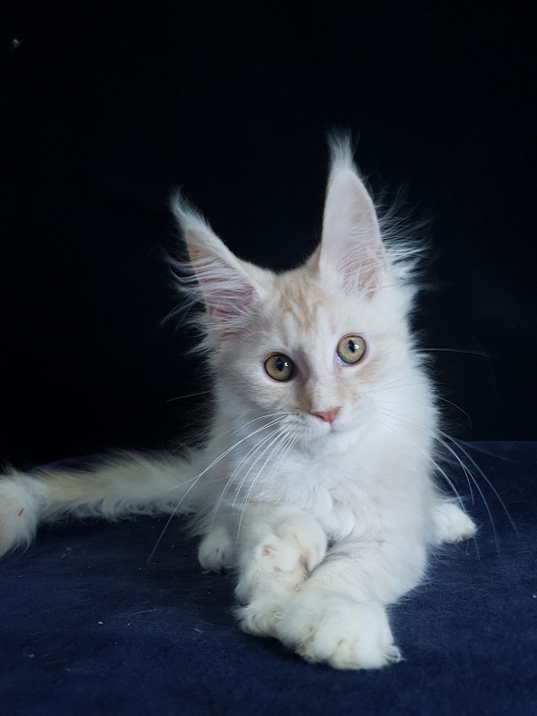 Nick  Akbars  (polydactyl 66/66) - Kitten maine-coon 3 months 1.5 week