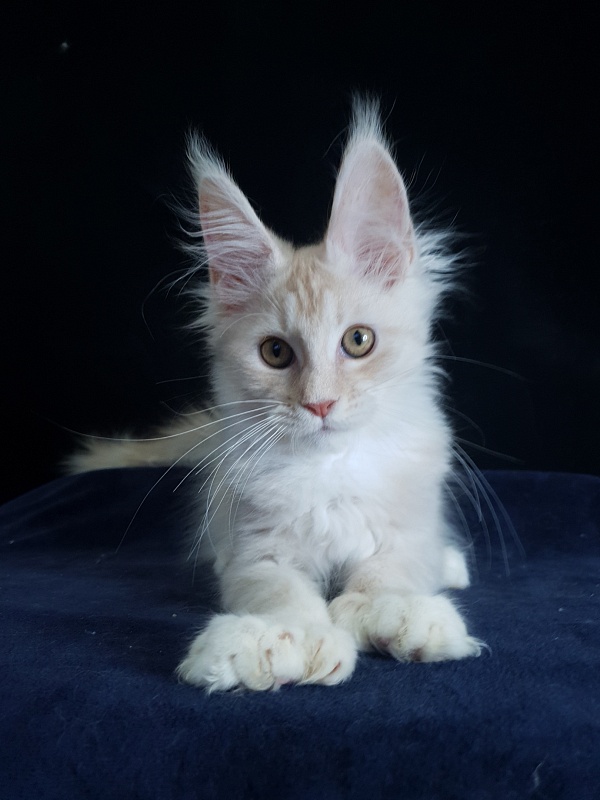 Nick  Akbars  (polydactyl 66/66) - Kitten maine-coon 3 months 1.5 week