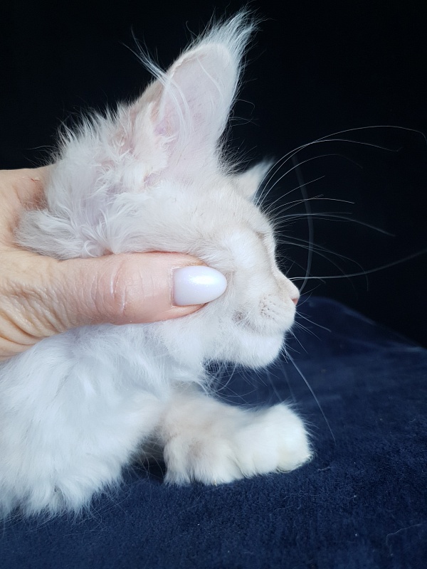 Nick  Akbars  (polydactyl 66/66) - Kitten maine-coon 3 months 1.5 week