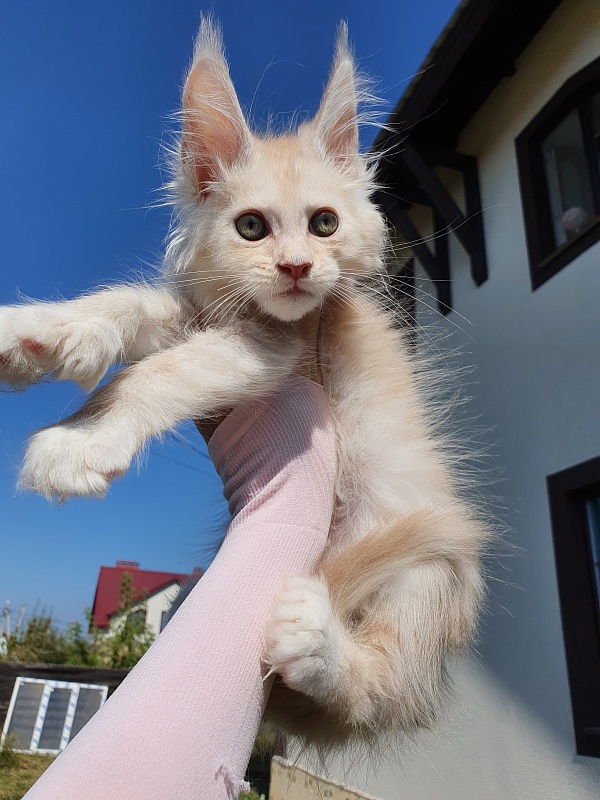 Nick  Akbars  (polydactyl 66/66) - Kitten maine-coon 2 months 0.5 weeks