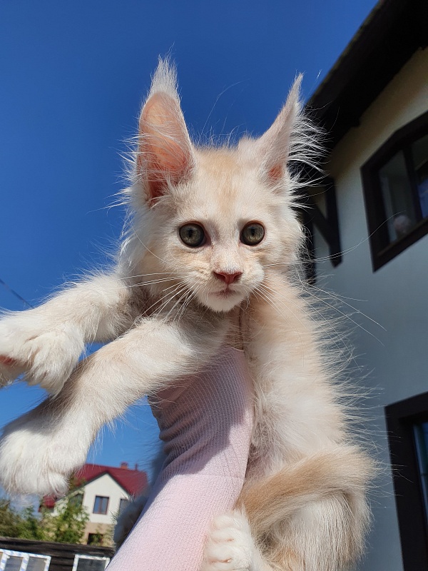 Nick  Akbars  (polydactyl 66/66) - Kitten maine-coon 2 months 0.5 weeks