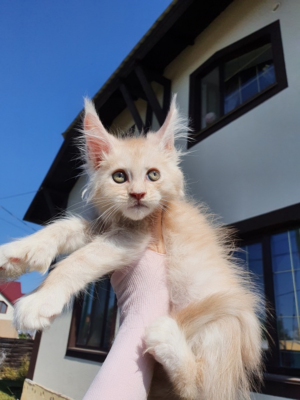 Nick  Akbars  (polydactyl 66/66) - Kitten maine-coon 2 months 0.5 weeks