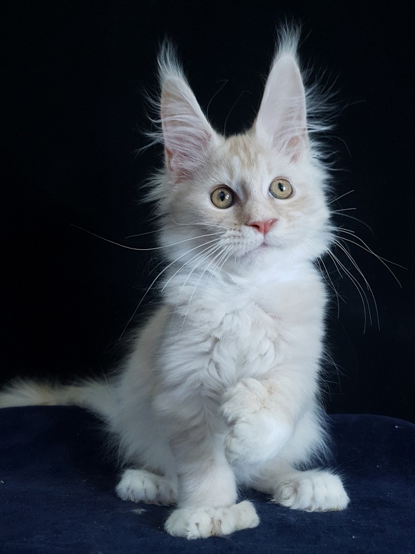 Nick  Akbars  (polydactyl 66/66) - Kitten maine-coon 3 months 1.5 week