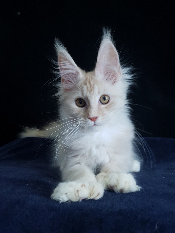 Nick  Akbars  (polydactyl 66/66) - Kitten maine-coon 3 months 1.5 week