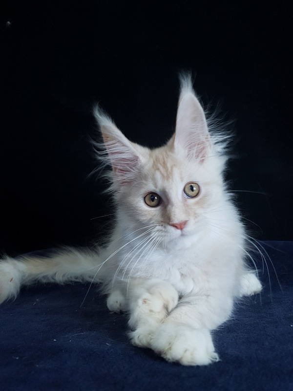 Nick  Akbars  (polydactyl 66/66) - Kitten maine-coon 3 months 1.5 week