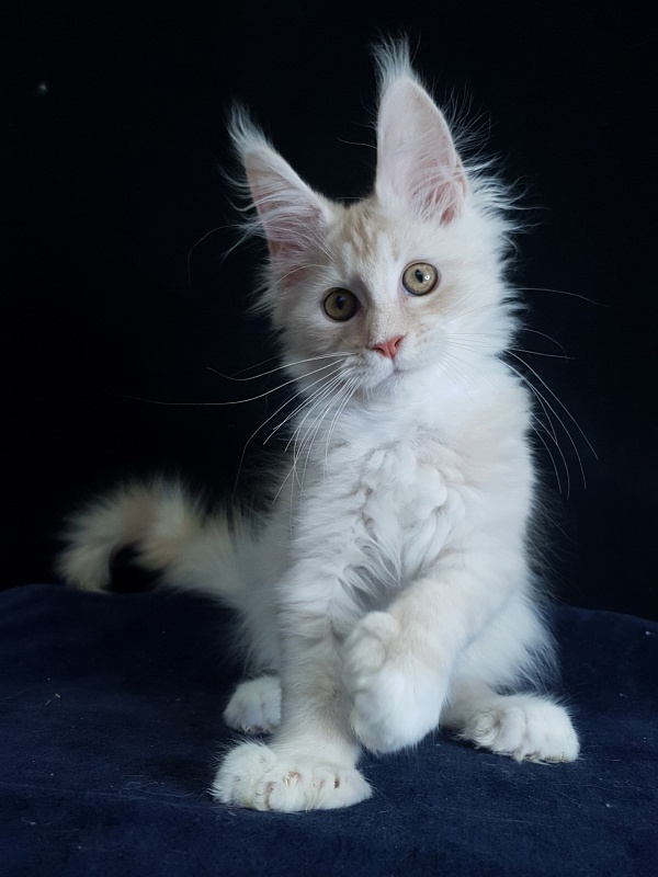 Nick  Akbars  (polydactyl 66/66) - Kitten maine-coon 3 months 1.5 week