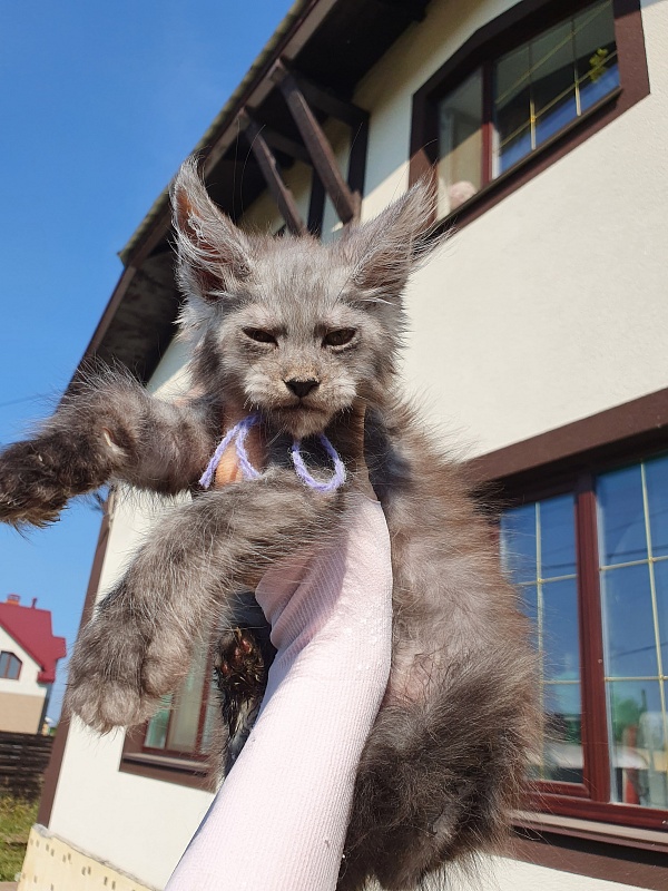 Nelson  Akbars - Kitten maine-coon 2 months 0.5 weeks