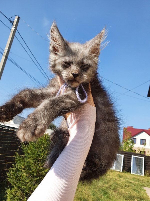 Nelson  Akbars - Kitten maine-coon 2 months 0.5 weeks