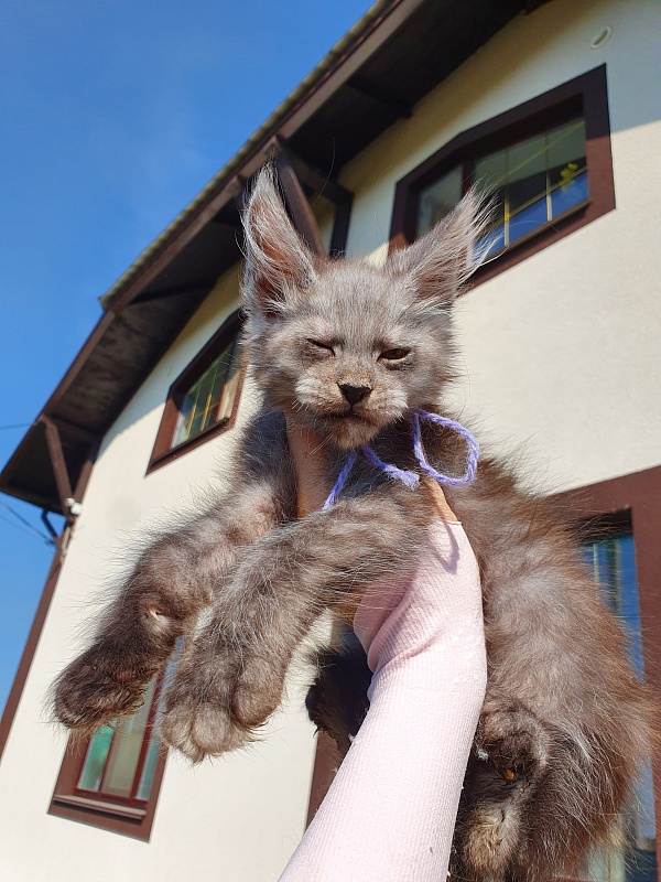 Nelson  Akbars - Kitten maine-coon 2 months 0.5 weeks