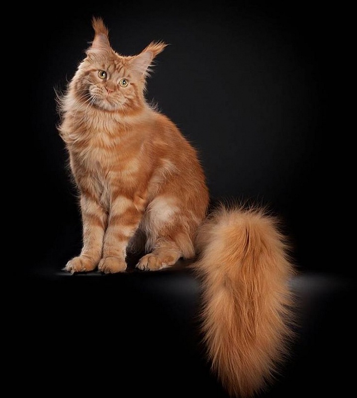 Vostorg's Bismark - мейн-кун