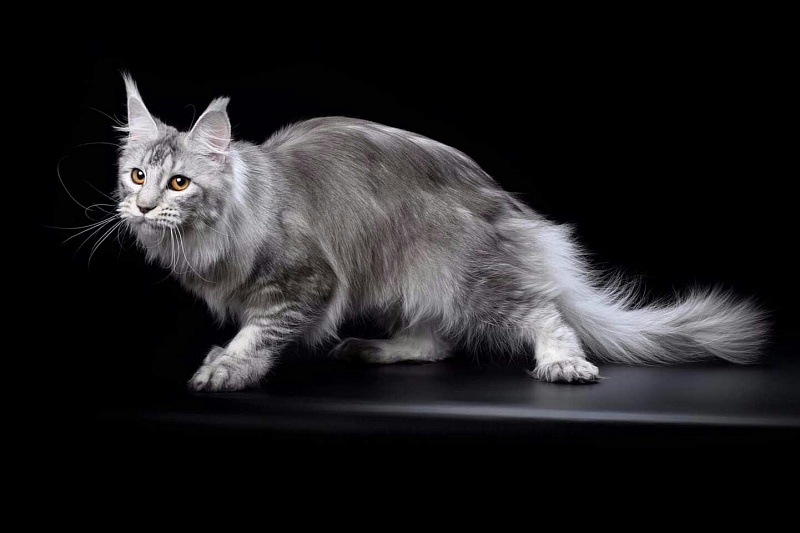 Skarlet Katrin Style*RU PP - maine-coon