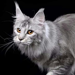 Skarlet Katrin Style*RU PP