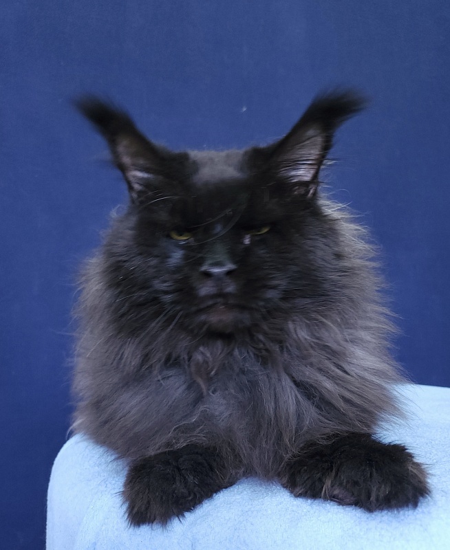 Vostorg's Hugo Boss (polydactyl) 66/66 - Adult maine-coon 3.5 years 0.5 weeks