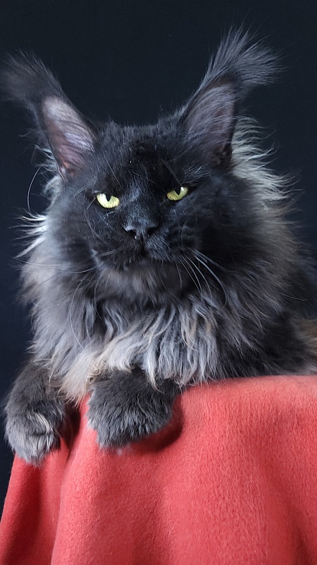 Vostorg's Hugo Boss (polydactyl) 66/66 - Adult maine-coon 2 years 9 months
