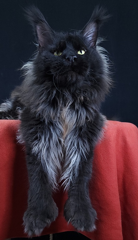 Vostorg's Hugo Boss (polydactyl) 66/66 - Adult maine-coon 2 years 9 months