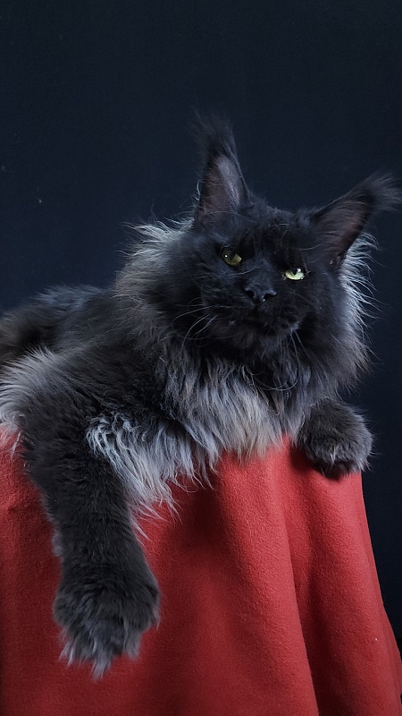 Vostorg's Hugo Boss (polydactyl) 66/66 - Adult maine-coon 2 years 9 months