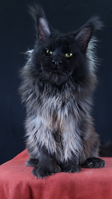 Vostorg's Hugo Boss (polydactyl) 66/66 - Adult maine-coon 2 years 9 months