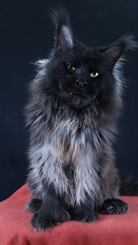 Vostorg's Hugo Boss (polydactyl) 66/66 - Adult maine-coon 2 years 9 months