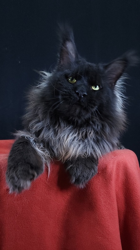 Vostorg's Hugo Boss (polydactyl) 66/66 - Adult maine-coon 2 years 9 months
