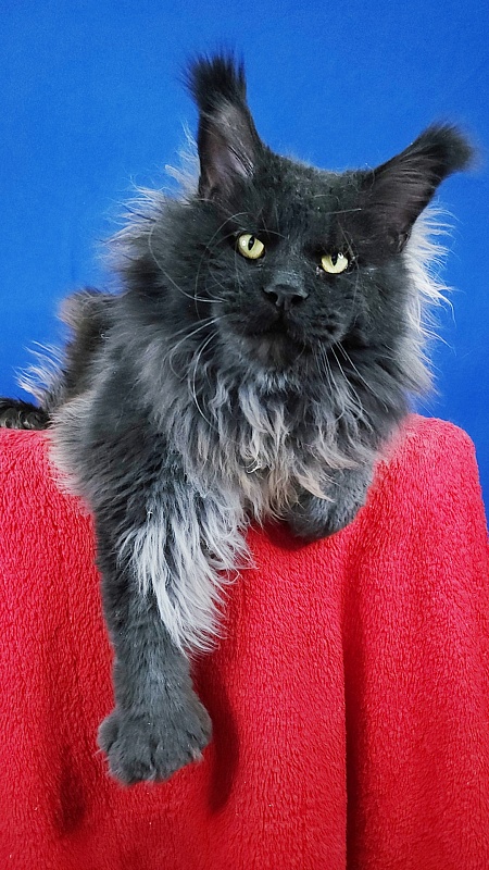 Vostorg's Hugo Boss (polydactyl) 66/66 - Adult maine-coon 2 years 7 months 1 week