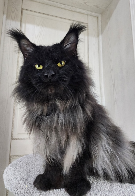 Vostorg's Hugo Boss (polydactyl) 66/66 - Adult maine-coon 3 years 10.5 months