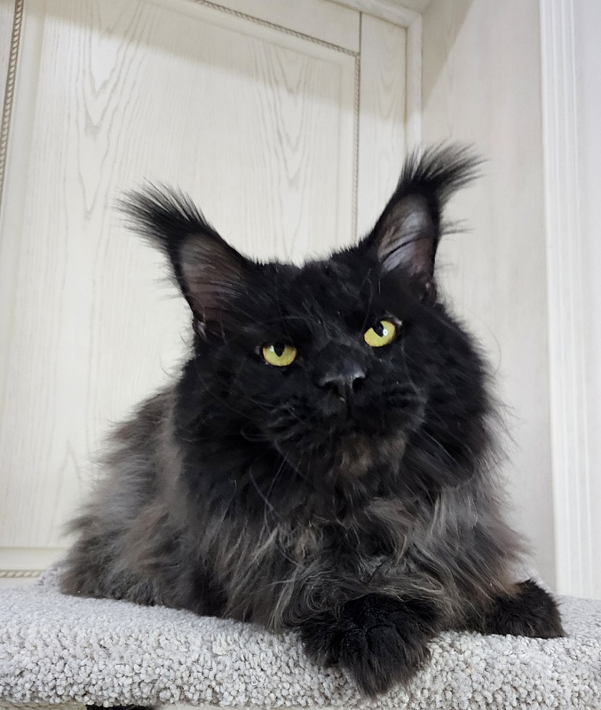 Vostorg's Hugo Boss (polydactyl) 66/66 - Adult maine-coon 3 years 10.5 months
