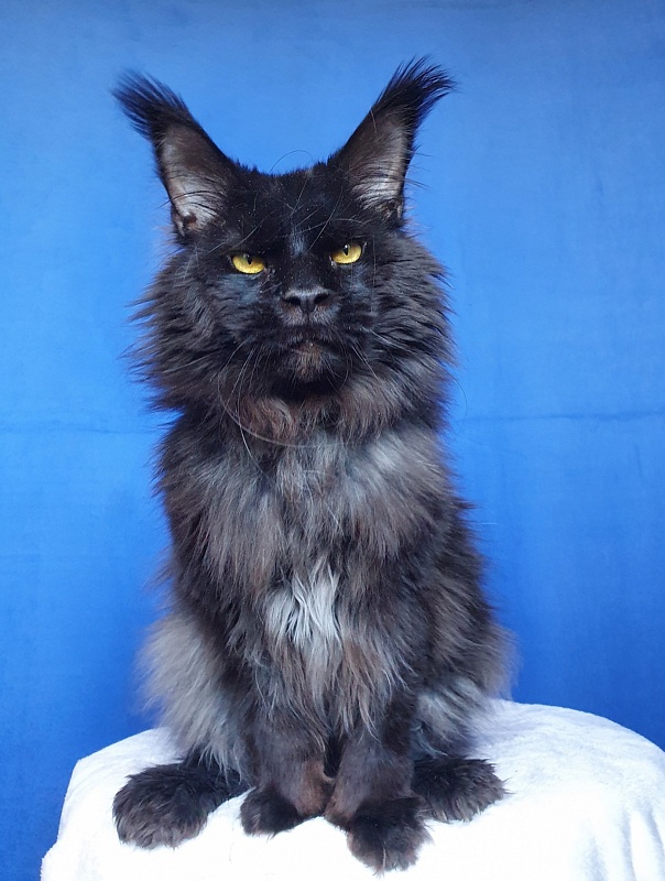 Vostorg's Hugo Boss (polydactyl) 66/66 - Adult maine-coon 2 years 3 weeks