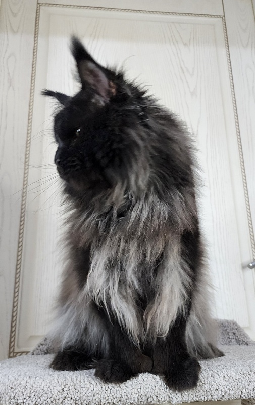 Vostorg's Hugo Boss (polydactyl) 66/66 - Adult maine-coon 3 years 10.5 months
