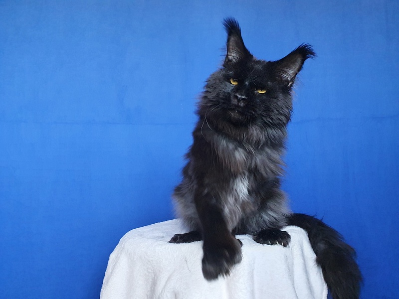 Vostorg's Hugo Boss (polydactyl) 66/66 - Adult maine-coon 2 years 3 weeks