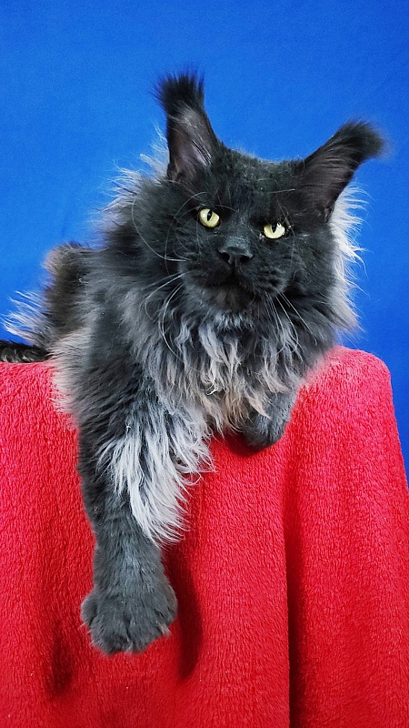 Vostorg's Hugo Boss (polydactyl) 66/66 - Adult maine-coon 2 years 7 months 0.5 weeks