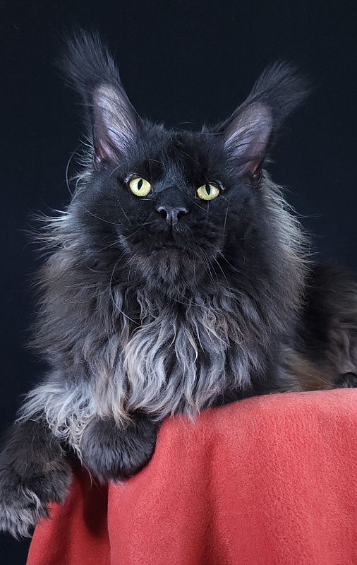 Vostorg's Hugo Boss (polydactyl) 66/66 - Adult maine-coon 2 years 9 months