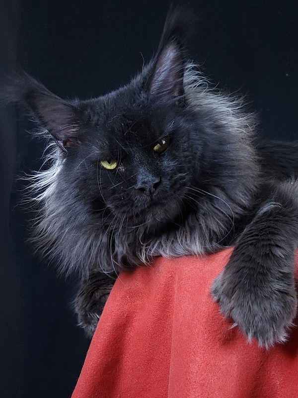 Vostorg's Hugo Boss (polydactyl) 66/66 - Adult maine-coon 2 years 9 months