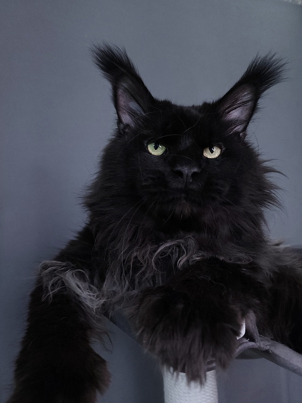 Vostorg's Hugo Boss (polydactyl) 66/66 - Adult maine-coon 4 years 8 months 4 weeks