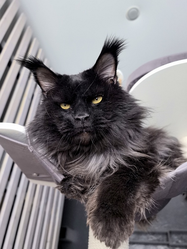 Vostorg's Hugo Boss (polydactyl) 66/66 - Adult maine-coon 5 years 11 months 3.5 weeks