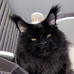 Vostorg's Hugo Boss (polydactyl) 66/66