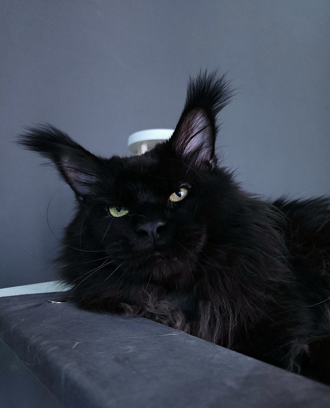 Vostorg's Hugo Boss (polydactyl) 66/66 - Adult maine-coon 4 years 8 months 4 weeks