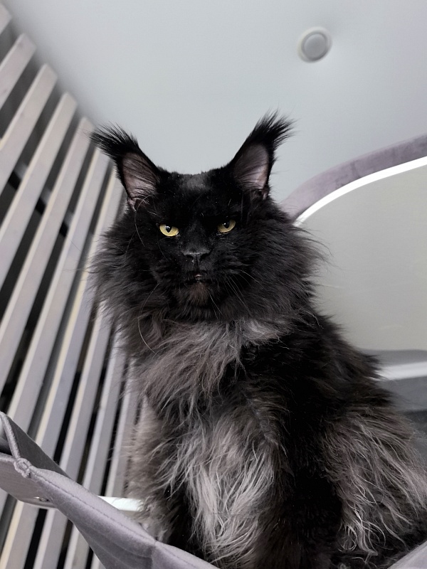 Vostorg's Hugo Boss (polydactyl) 66/66 - Adult maine-coon 5 years 11 months 3.5 weeks