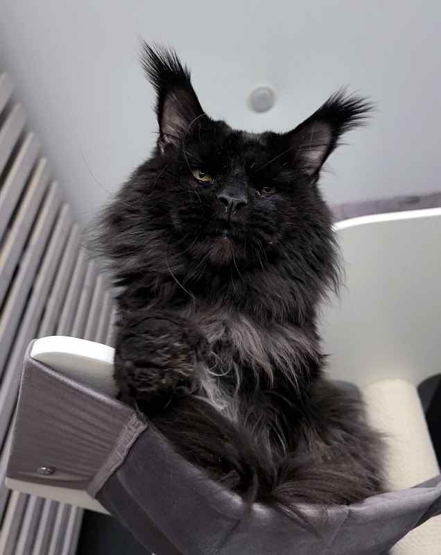 Vostorg's Hugo Boss (polydactyl) 66/66 - Adult maine-coon 5 years 11 months 3.5 weeks