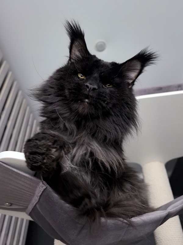Vostorg's Hugo Boss (polydactyl) 66/66 - Adult maine-coon 5 years 11 months 3.5 weeks