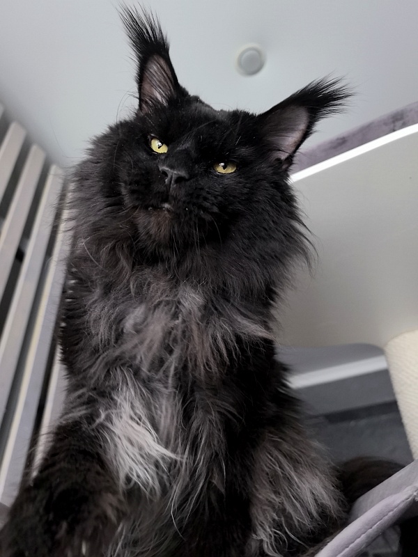 Vostorg's Hugo Boss (polydactyl) 66/66 - Adult maine-coon 5 years 11 months 3.5 weeks