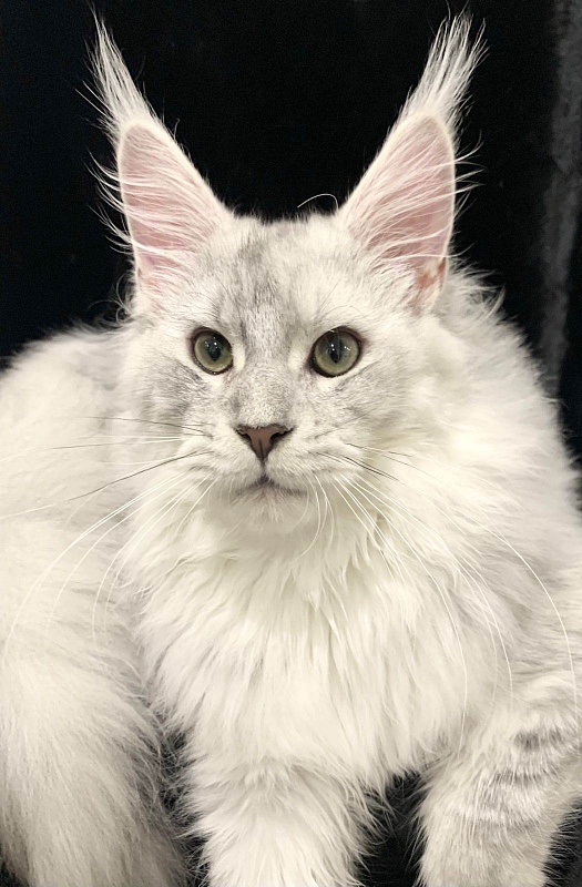 Five Star's Zodiac - мейн-кун