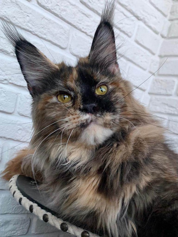 Five Star's Yuka - мейн-кун