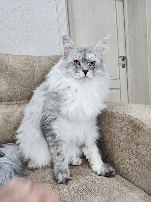 Five Stars  Luxury - Adult maine-coon 2 years 1 month 0.5 weeks
