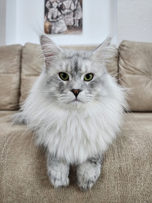 Five Stars  Luxury - Adult maine-coon 2 years 1 month 0.5 weeks