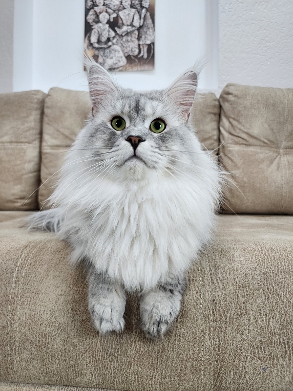 Five Stars  Luxury - Adult maine-coon 2 years 1 month 0.5 weeks